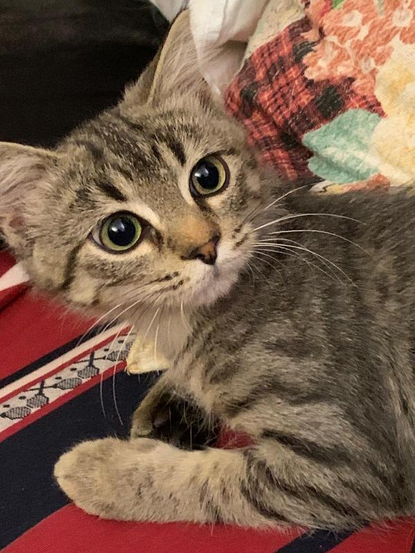 Una mamma per il dolcissimo Loki! Foto 5